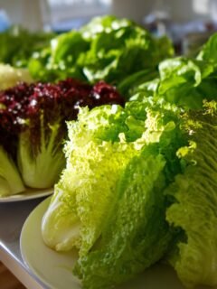 Close-up of several heads of lettuce, including red leaf and crisp romaine, showcasing The Best Types Of Lettuce.