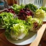 Several heads of different types of lettuce, including red and green varieties, displayed on white plates.